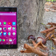 Illustration for article titled Estos son los terminales que podrás actualizar a Android 5.0 Lollipop